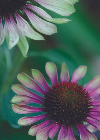 Cards-2025-5x7_Page_52