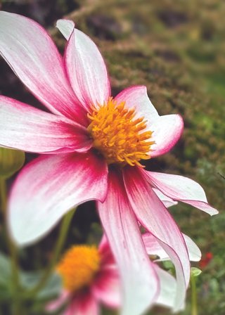 Cards-2025-5x7_Page_06